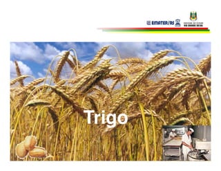 Trigo
 