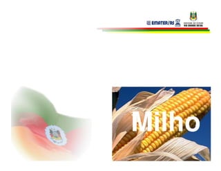 Milho
 