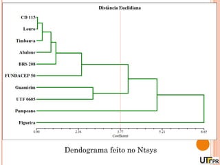 Dendograma feito no Ntsys
 