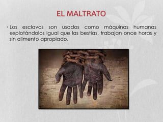 EL MALTRATO
• Los esclavos son usados como máquinas humanas
explotándolos igual que las bestias, trabajan once horas y
sin alimento apropiado.
 