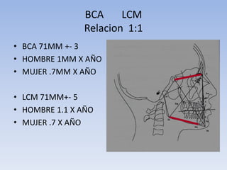 BCA LCM
Relacion 1:1
• BCA 71MM +- 3
• HOMBRE 1MM X AÑO
• MUJER .7MM X AÑO
• LCM 71MM+- 5
• HOMBRE 1.1 X AÑO
• MUJER .7 X AÑO
 