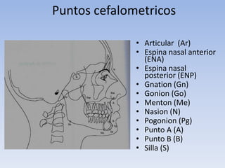 Puntos cefalometricos
• Articular (Ar)
• Espina nasal anterior
(ENA)
• Espina nasal
posterior (ENP)
• Gnation (Gn)
• Gonion (Go)
• Menton (Me)
• Nasion (N)
• Pogonion (Pg)
• Punto A (A)
• Punto B (B)
• Silla (S)
 