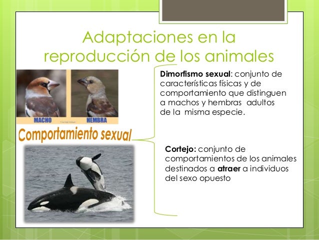 Análisis comparativo de algunas adaptaciones en la reproducción