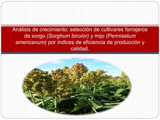 Análisis de crecimiento: selección de cultivares forrajeros
de sorgo (Sorghum bicolor) y mijo (Pennisetum
americanum) por índices de eficiencia de producción y
calidad.
 