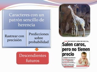 Caracteres con un
patrón sencillo de
herencia
Rastrear con
precisión
Predicciones
sobre
probabilidad
Descendientes
futuros
 
