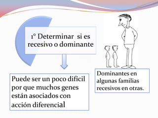 1° Determinar si es
recesivo o dominante
Puede ser un poco difícil
por que muchos genes
están asociados con
acción diferencial
Dominantes en
algunas familias
recesivos en otras.
 