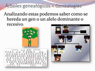 Árboles genealógicos = Genealogías
Analizando estas podemos saber como se
hereda un gen o un alelo dominante o
recesivo.
 