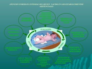 ATENCION INMEDIATA INTEGRAL DEL RECIEN NACIDO EN LOS ESTABLECIMIENTOS
ASISTENCIALES
OTORGAR
CIUDADANIA
EVALUACION
REFERENCIA
ADECUADA
AMAMANTAMIENTO
INMEDIATO
APEGO PRECOZ
Y ALOJAMIENTO
CONJUNTO
DETECCION DE
MALFORMACIONES
CONGENITAS Y
LESIONES
CONSECUTIVAS AL
PARTO
DETECCION DE
HIPOTIROIDISMO,
ERRORES INNATOS
METABOLISMO
PROFILAXIS Y
CONTROL DE
INFECCIONES
PREVENIR LAS
PERDIDAS DE
CALOR
VIGILANCIA DE LA
RESPIRACION
ESPONTANEA
GARANTIZAR
CONDICIONES
OPTIMAS PARA LA
ADAPTACION
INMEDIATA A LA VIDA
EXTRAUTERINA
DECISIÓ
N
ACCIÓN EVALUACIÓN
 
