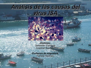 Análisis de las causas del virus ISA -Alumnos:  Sebastián Espinoza Cristóbal Rapimán -Profesora de asignatura: Pamela Haefner  