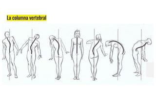 La columna vertebral
 