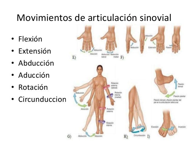 Resultado de imagen para movimientos sinoviales