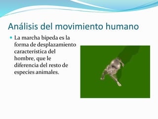 Análisis del movimiento humano
 La marcha bípeda es la
forma de desplazamiento
característica del
hombre, que le
diferencia del resto de
especies animales.
 