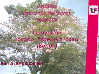 AnálisisÁrbol de las flores rosadasGuayacán rosado, Tabebuia rosea (Bertol.) Por: ALAYNA QUINN 