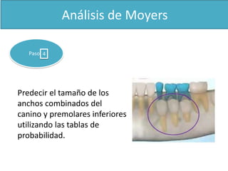 4 
Predecir el tamaño de los 
anchos combinados del 
canino y premolares inferiores 
utilizando las tablas de 
probabilidad. 
 