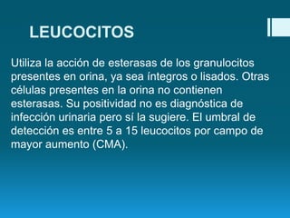 LEUCOCITOS
Utiliza la acción de esterasas de los granulocitos
presentes en orina, ya sea íntegros o lisados. Otras
células presentes en la orina no contienen
esterasas. Su positividad no es diagnóstica de
infección urinaria pero sí la sugiere. El umbral de
detección es entre 5 a 15 leucocitos por campo de
mayor aumento (CMA).

 