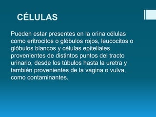 CÉLULAS
Pueden estar presentes en la orina células
como eritrocitos o glóbulos rojos, leucocitos o
glóbulos blancos y células epiteliales
provenientes de distintos puntos del tracto
urinario, desde los túbulos hasta la uretra y
también provenientes de la vagina o vulva,
como contaminantes.

 