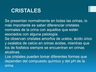 CRISTALES
Se presentan normalmente en todas las orinas, lo
más importante es saber diferenciar cristales
normales de la orina con aquellos que están
asociados con alguna patología.
Se observan cristales amorfos de uratos, ácido úrico
y oxalatos de calcio en orinas ácidas, mientras que
los de fosfatos siempre se encuentran en orinas
alcalinas.
Los cristales pueden tomar diferentes formas que
dependen del compuesto químico y del pH de la
orina.

 
