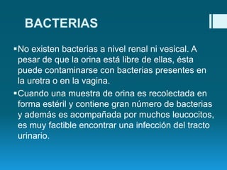 BACTERIAS
No existen bacterias a nivel renal ni vesical. A
pesar de que la orina está libre de ellas, ésta
puede contaminarse con bacterias presentes en
la uretra o en la vagina.
Cuando una muestra de orina es recolectada en
forma estéril y contiene gran número de bacterias
y además es acompañada por muchos leucocitos,
es muy factible encontrar una infección del tracto
urinario.

 
