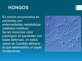 HONGOS
Es común encontrarlos en
pacientes con
enfermedades metabólicas
(diabetes mellitus).
Se les reconoce valor
patológico en pacientes con
bajas defensas, en estos
casos es Candida albicans
la que desempeña un papel
fundamental.

 
