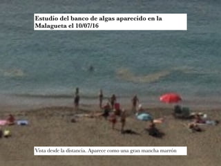 Estudio del banco de algas aparecido en la
Malagueta el 10/07/16
Vista desde la distancia. Aparece como una gran mancha marrón
 