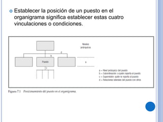  Establecer la posición de un puesto en el
organigrama significa establecer estas cuatro
vinculaciones o condiciones.
 