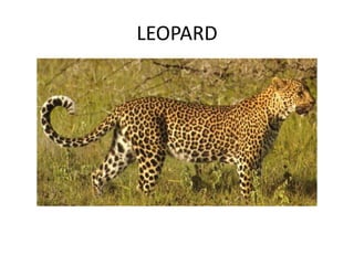 LEOPARD
 
