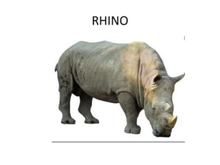 RHINO
 