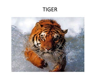 TIGER
 