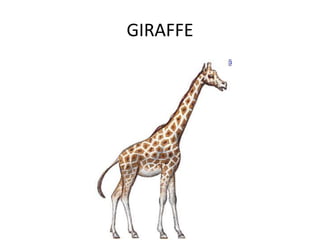 GIRAFFE
 