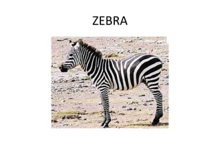 ZEBRA
 