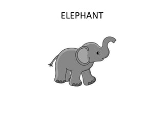 ELEPHANT
 