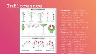 Racemose Inflorescence Introduction Flowers | PPTX