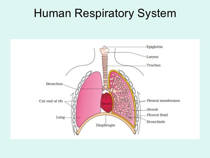 Human Respiration
