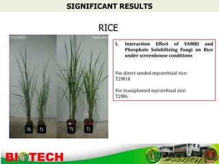 Harnessing Vesicular Arbuscular Mycorrhizal (VAM) | PPTX