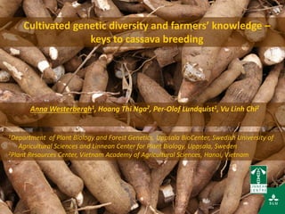 Cultivated genetic diversity and farmers’ knowledge –
keys to cassava breeding
1Department of Plant Biology and Forest Genetics, Uppsala BioCenter, Swedish University of
Agricultural Sciences and Linnean Center for Plant Biology, Uppsala, Sweden
2Plant Resources Center, Vietnam Academy of Agricultural Sciences, Hanoi, Vietnam
Anna Westerbergh1, Hoang Thi Nga2, Per-Olof Lundquist1, Vu Linh Chi2
 