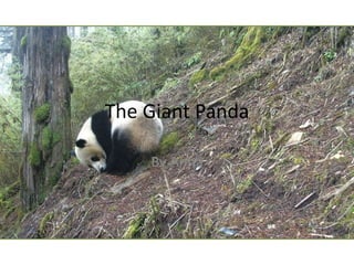 The Giant Panda
By Anna
 