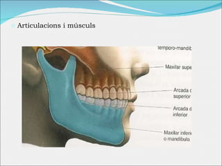 Articulacions i músculs 