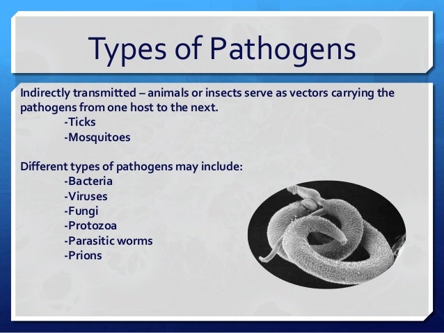 😊 Pathogenic virus examples. What Are Some Examples of Pathogenic