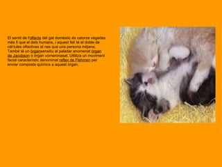 El sentit de l' olfacte  del gat domèstic és catorze vegades més fi que el dels humans, i aquest felí té el doble de cèl·lules olfactives al nas que una persona mitjana. També té un  òrgan sensitiu al paladar anomenat  òrgan de Jacobson  o òrgan vomeronasal. Utilitza un moviment facial característic denominat  reflex de Flehmen  per enviar composts químics a aquest òrgan. 