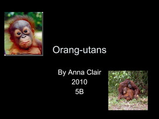 Orang-utans By Anna Clair 2010 5B 