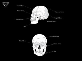 bone structure | KEY