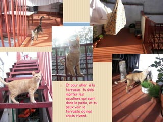    Et pour aller à la
    terrasse tu dois
    monter les
    escaliers qui sont
    dans le patio, et tu
    peux voir la
    terrasse où nos
    chats vivent.
 