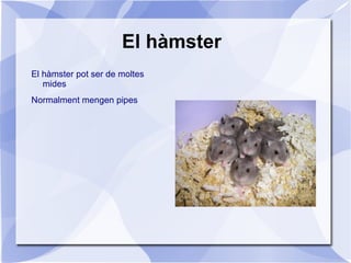 S' alimenta de fulles i escorça  de eucaliptus  