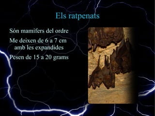 El hàmster El hàmster pot ser de moltes mides  