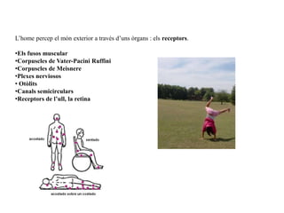 Variacions de la gravetat per altura