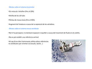 Corpuscles de Meisnere