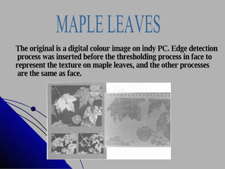MAPLE LEAVES The original is a digital colour image on indy PC. Edge detection process was inserted before the thresholding process in face to  represent the texture on maple leaves, and the other processes are the same as face. 