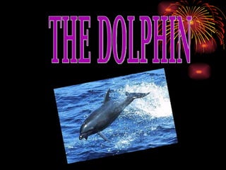 THE DOLPHIN 
