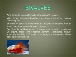 • Amb conquilla externa formada per dues parts (valves).
• Viuen al mar, normalment agafats a les roques o a la sorra, i respiren
per brànquies.
• En molts el peu s'ha transformat en una pala excavadora que els
serveix per amagar-se a la sorra o al fang.
• Per alimentar-se filtren aigua, de la qual retenen petits organismes.
En alguns casos també retenen bacteris i partícules tòxiques
immerses dins l'aigua. Per això, si es mengen sense coure'ls abans,
poden produir malalties.
 