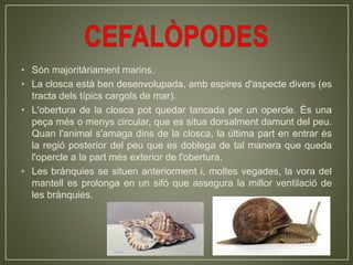 • Són majoritàriament marins.
• La closca està ben desenvolupada, amb espires d'aspecte divers (es
tracta dels típics cargols de mar).
• L'obertura de la closca pot quedar tancada per un opercle. És una
peça més o menys circular, que es situa dorsalment damunt del peu.
Quan l'animal s'amaga dins de la closca, la última part en entrar és
la regió posterior del peu que es doblega de tal manera que queda
l'opercle a la part més exterior de l'obertura.
• Les brànquies se situen anteriorment i, moltes vegades, la vora del
mantell es prolonga en un sifó que assegura la millor ventilació de
les brànquies.
 